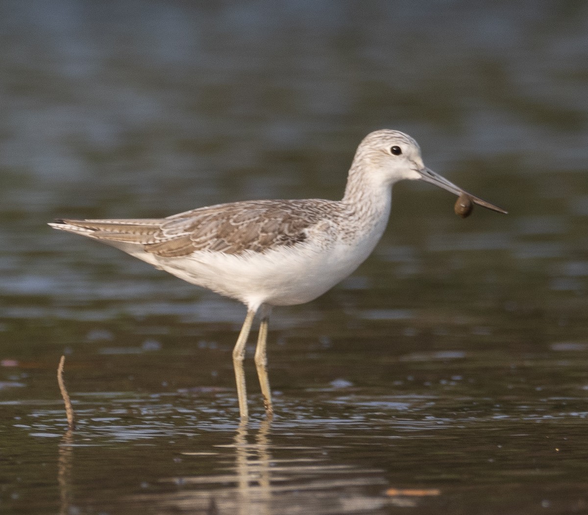 Common Greenshank - ML647611962