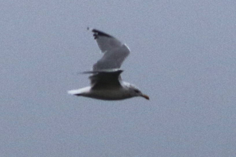 gull sp. - ML647611963