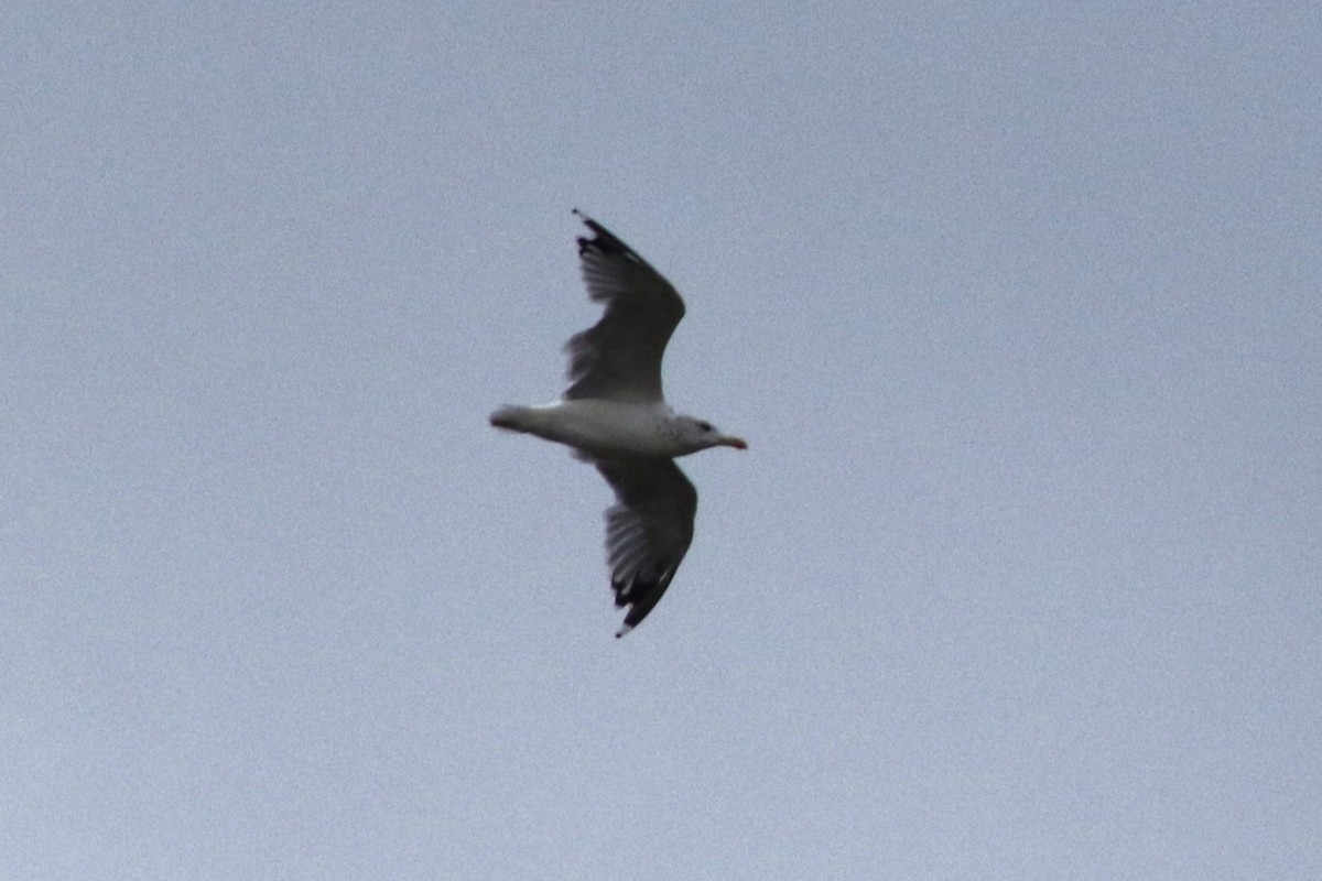 gull sp. - ML647611966
