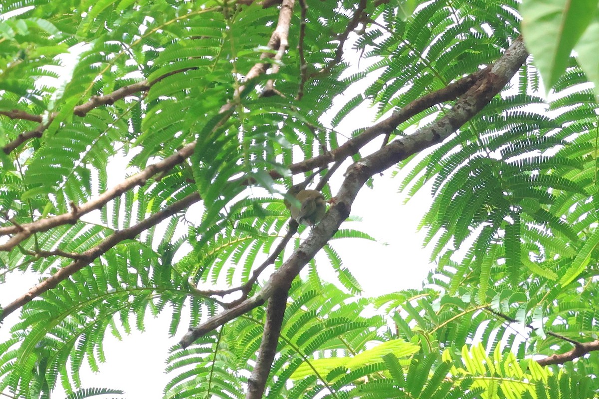 Gray-breasted Spiderhunter - ML647611967