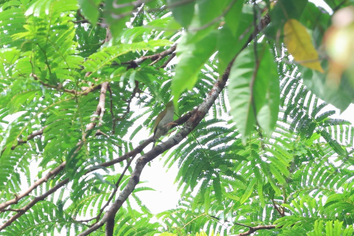 Gray-breasted Spiderhunter - ML647611968