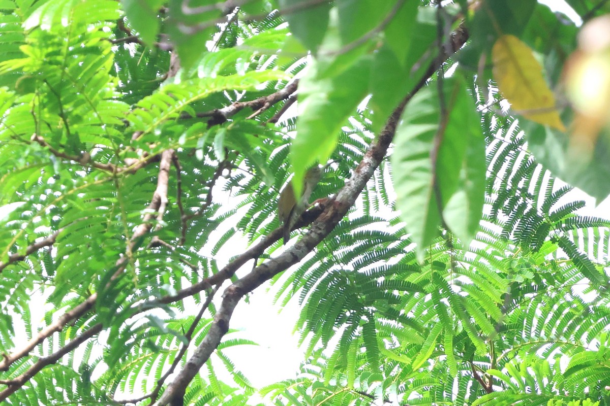 Gray-breasted Spiderhunter - ML647611969