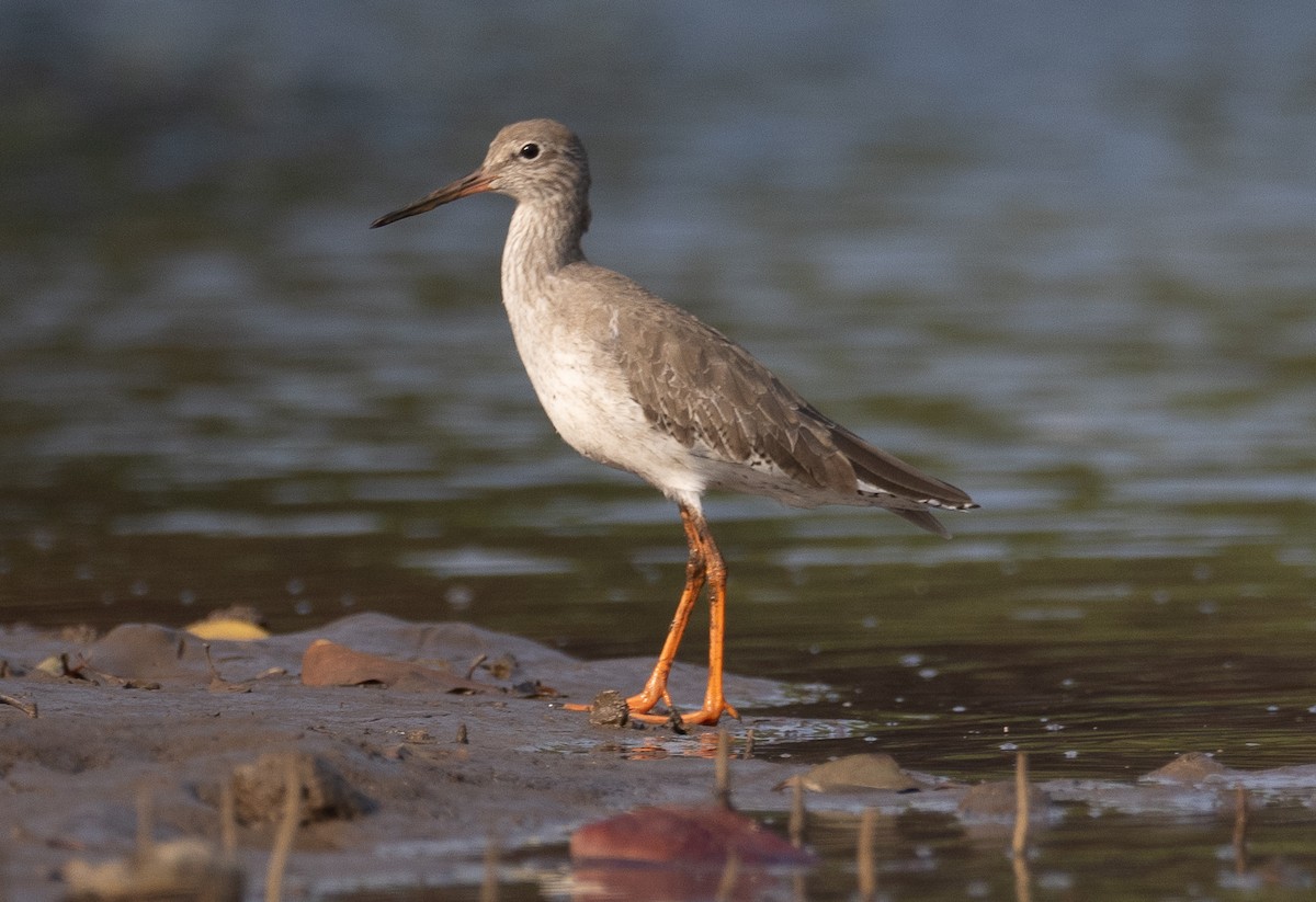 Common Redshank - ML647611970