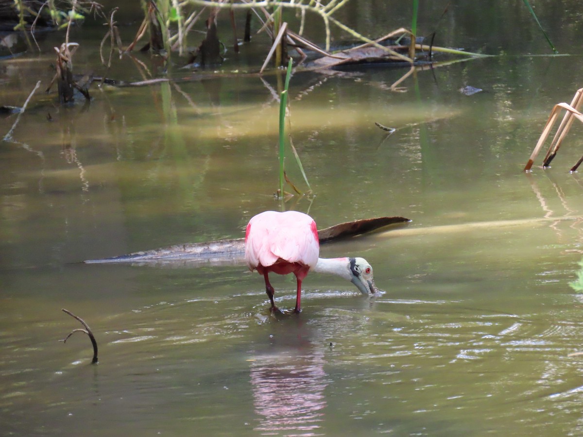 Roseate Spoonbill - ML647611974