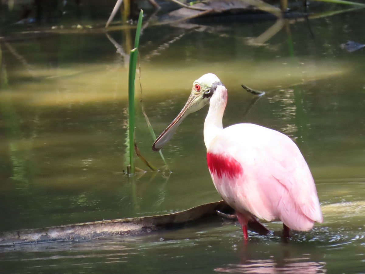 Roseate Spoonbill - ML647611976