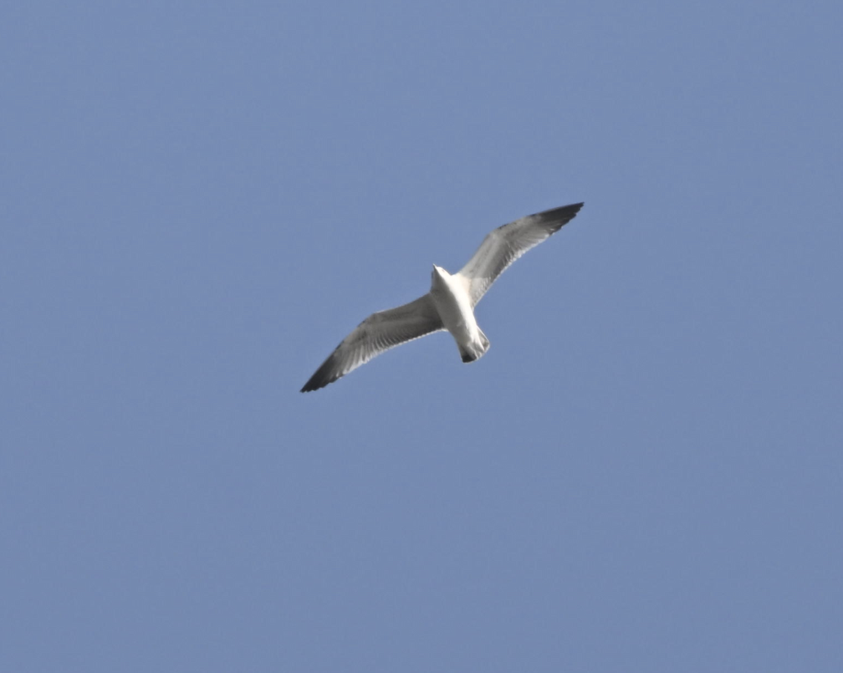 gull sp. - ML647611977