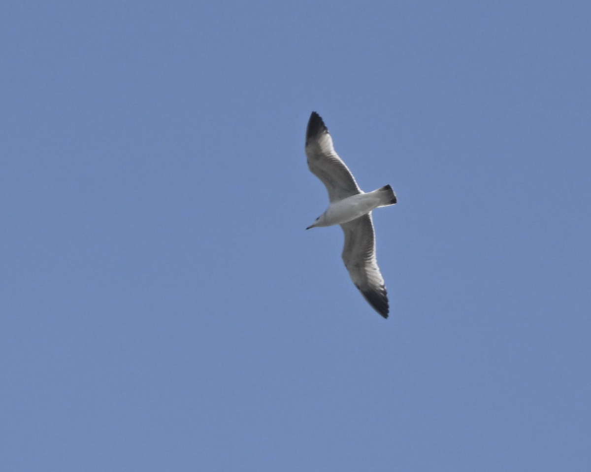 gull sp. - ML647611978