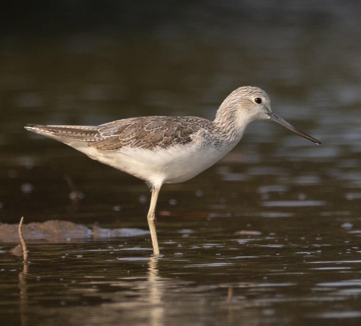 Common Greenshank - ML647611979