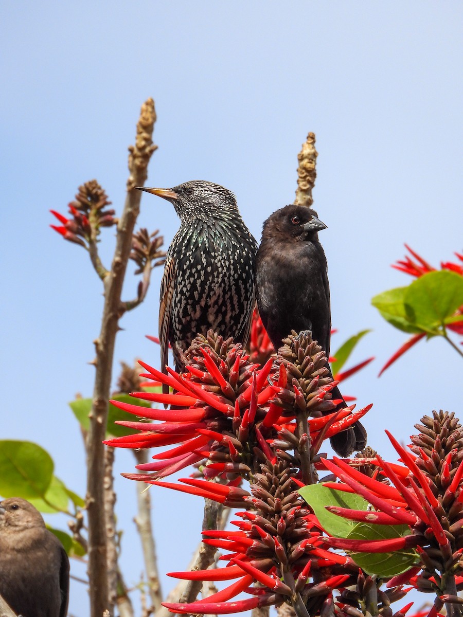European Starling - ML647611980