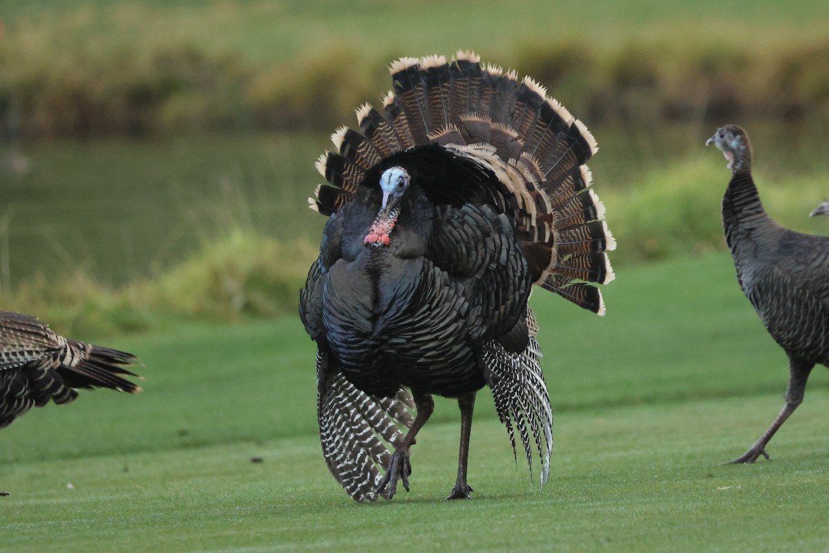Wild Turkey - ML647611982