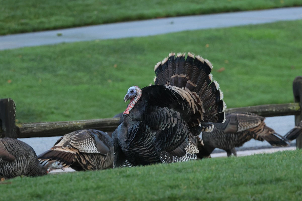 Wild Turkey - ML647611983
