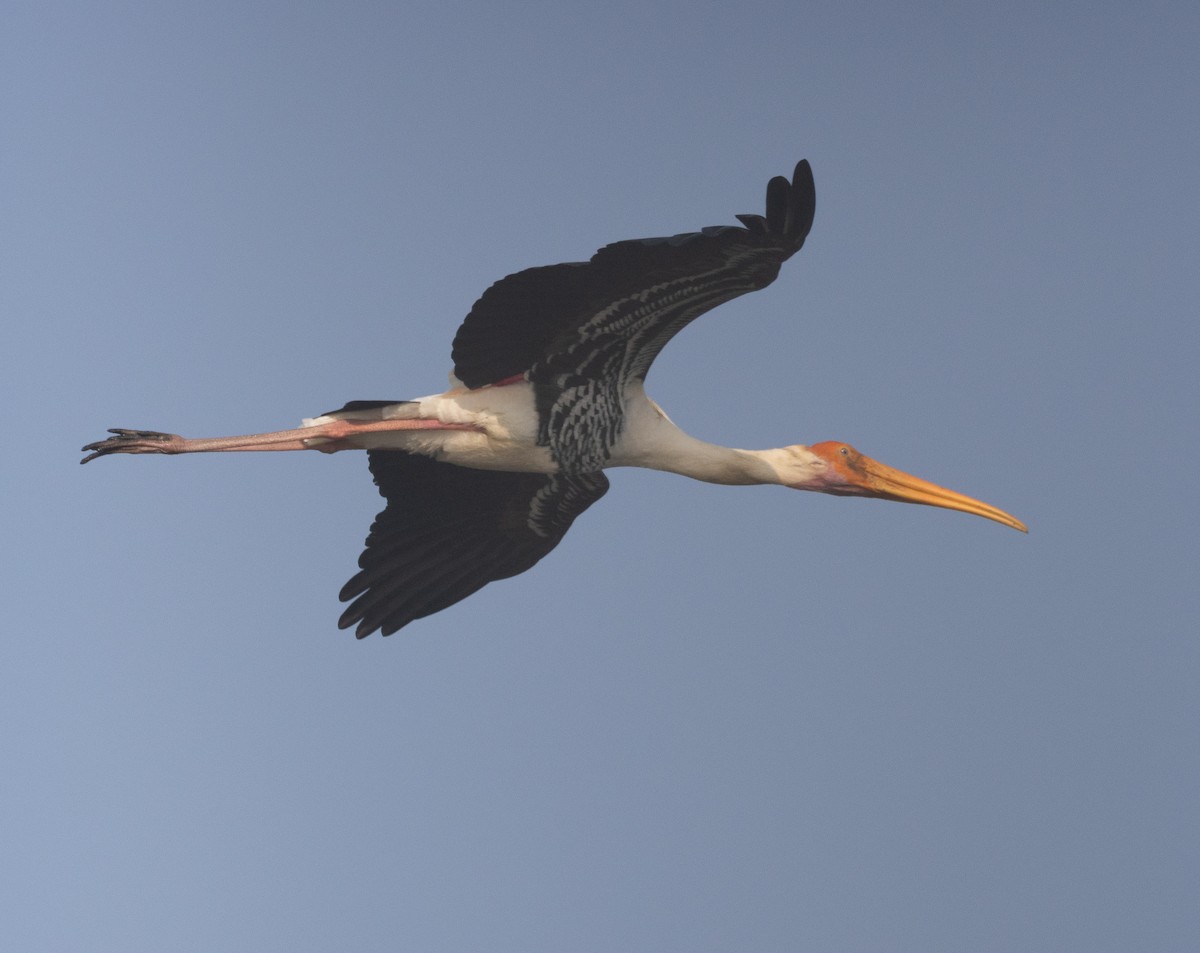 Painted Stork - ML647611984
