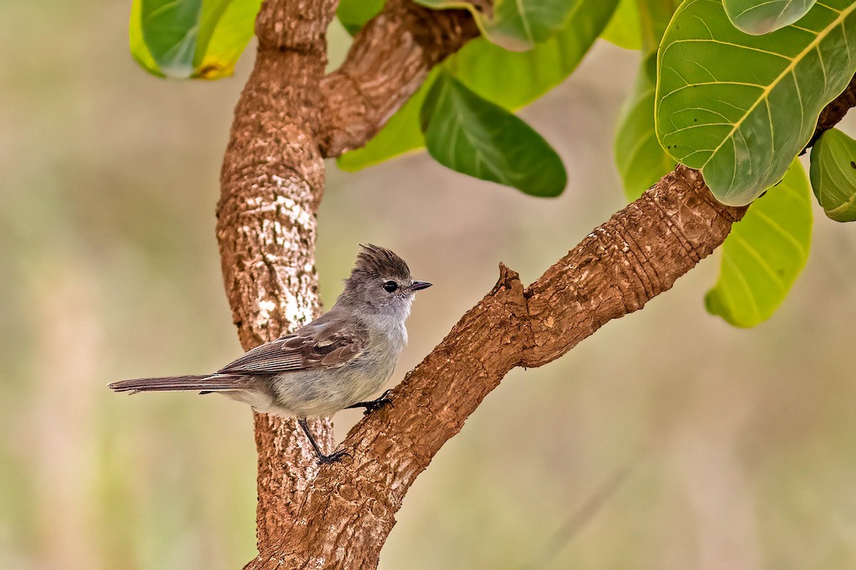 Southern Scrub-Flycatcher - ML647611986