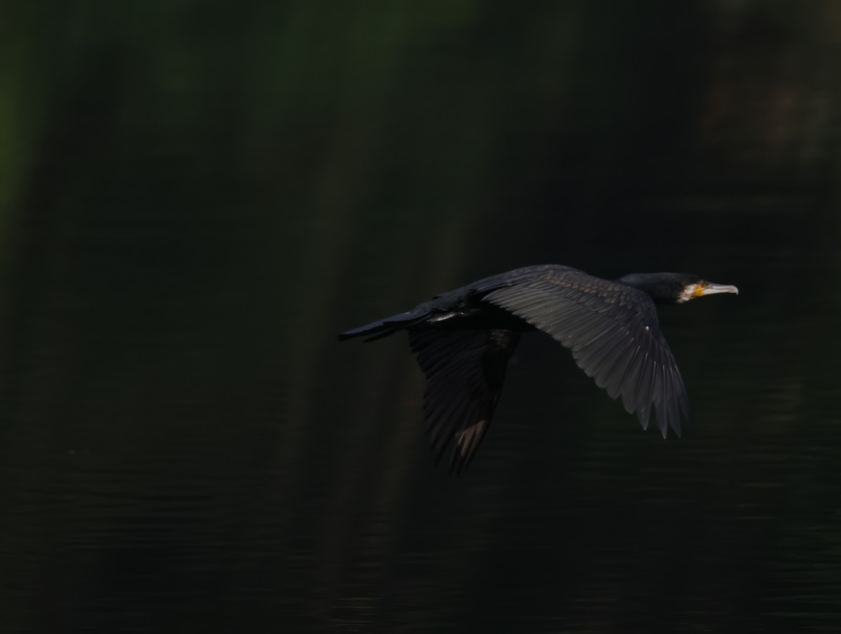 Little Cormorant - ML647611987