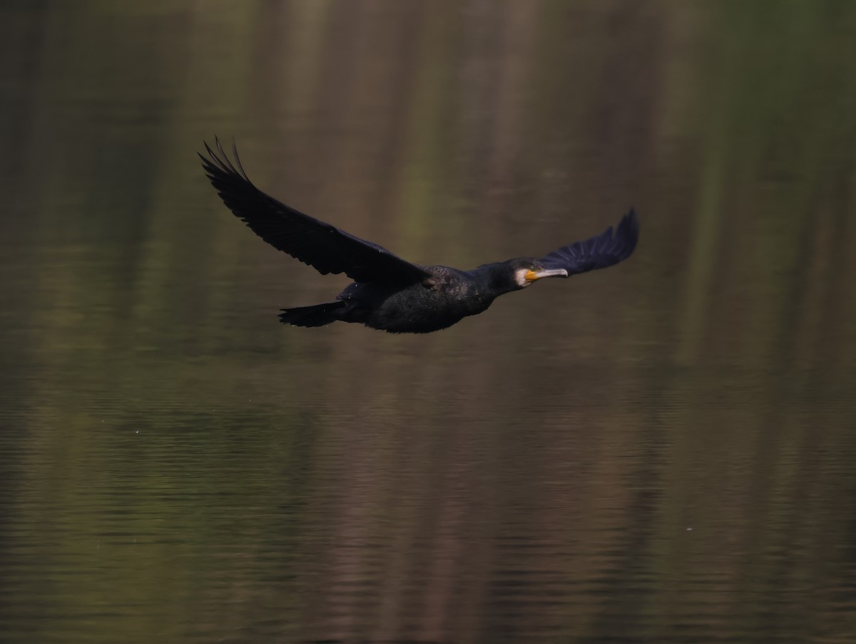 storskarv - ML647611988