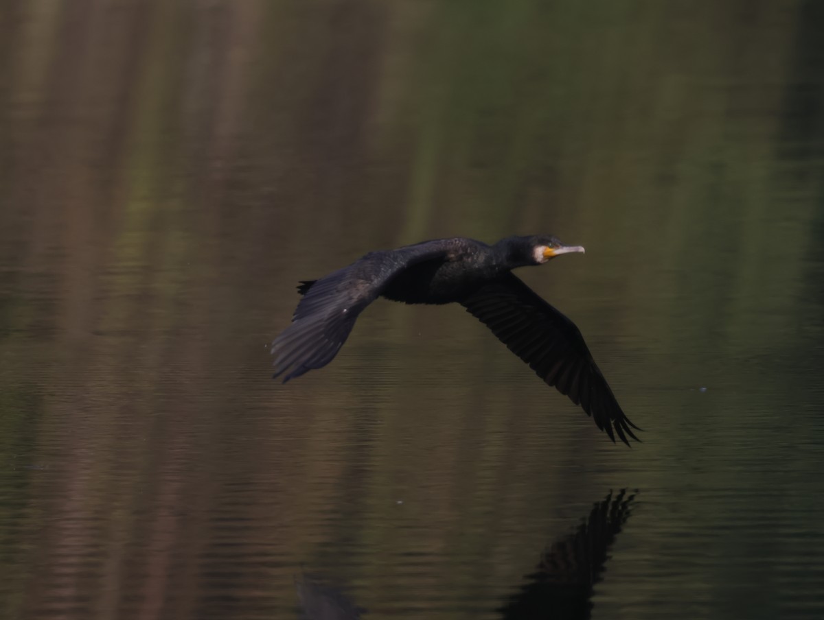 storskarv - ML647611989