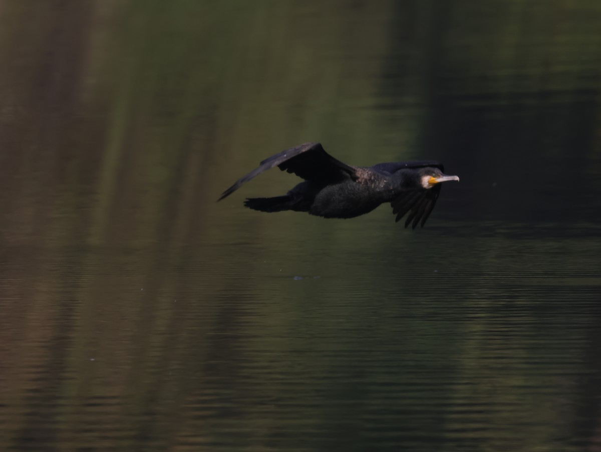 storskarv - ML647611990