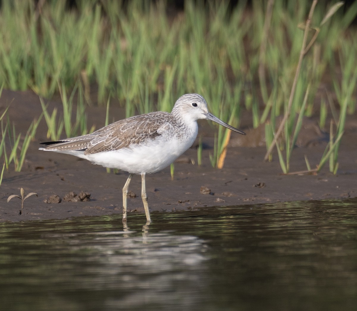 Common Greenshank - ML647611991
