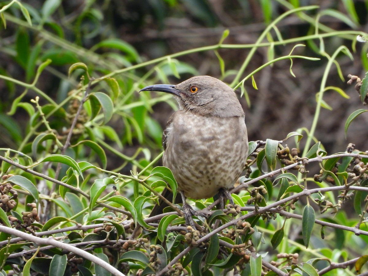 Curve-billed Thrasher - ML647611992