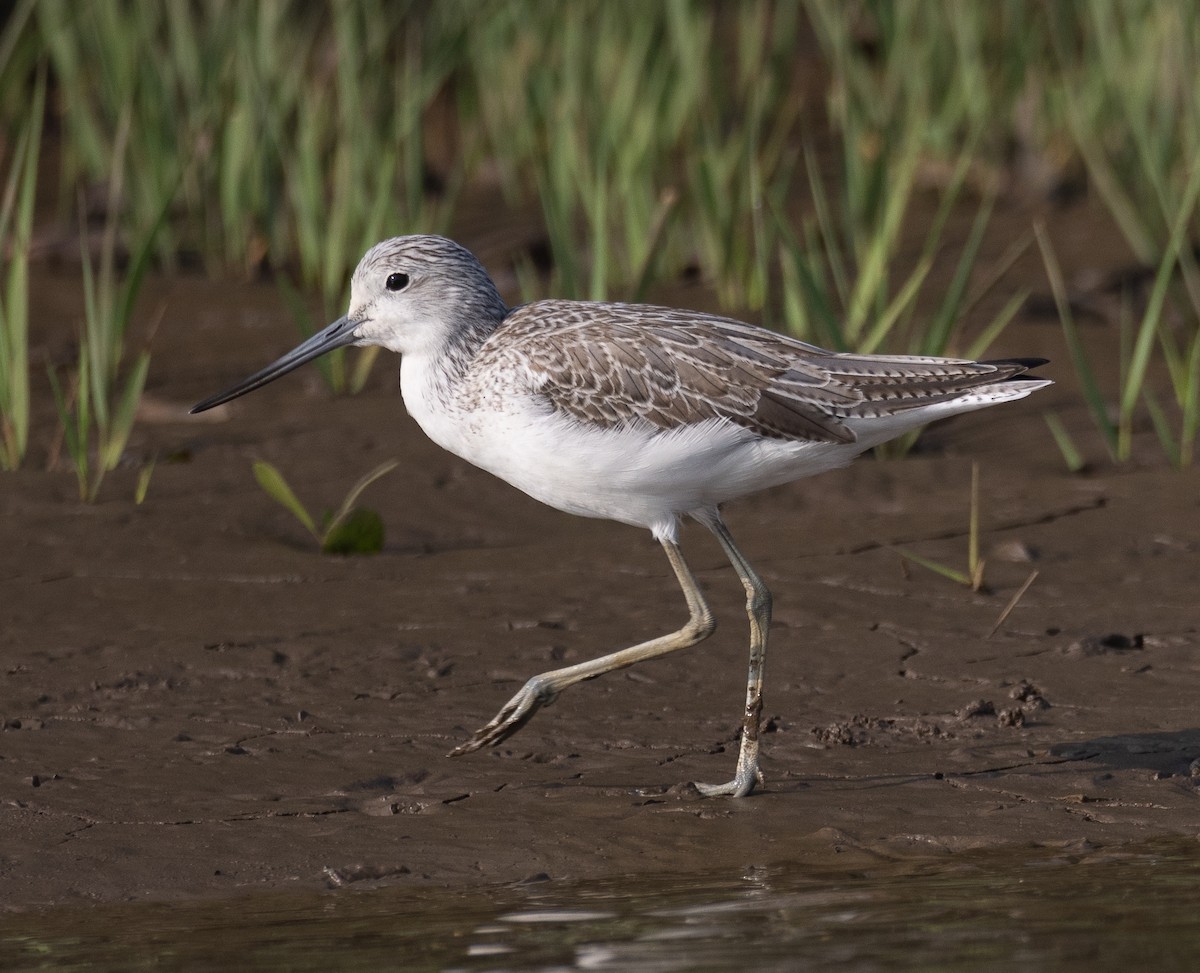 Common Greenshank - ML647611993