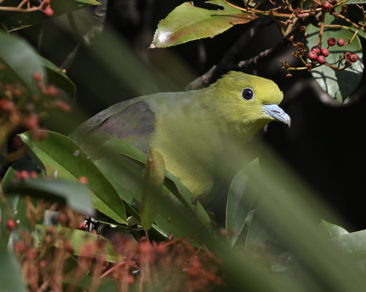 White-bellied Green-Pigeon - ML647611998