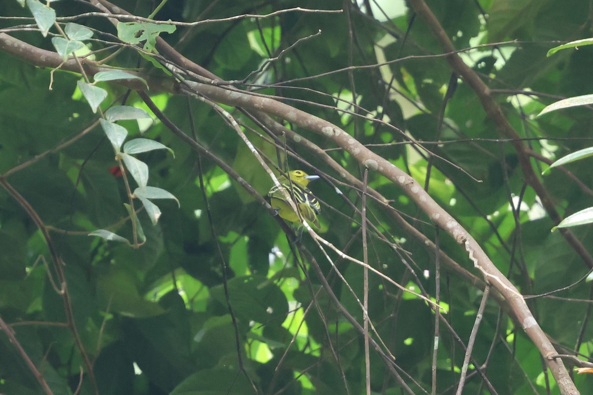 Green Iora - ML647612014