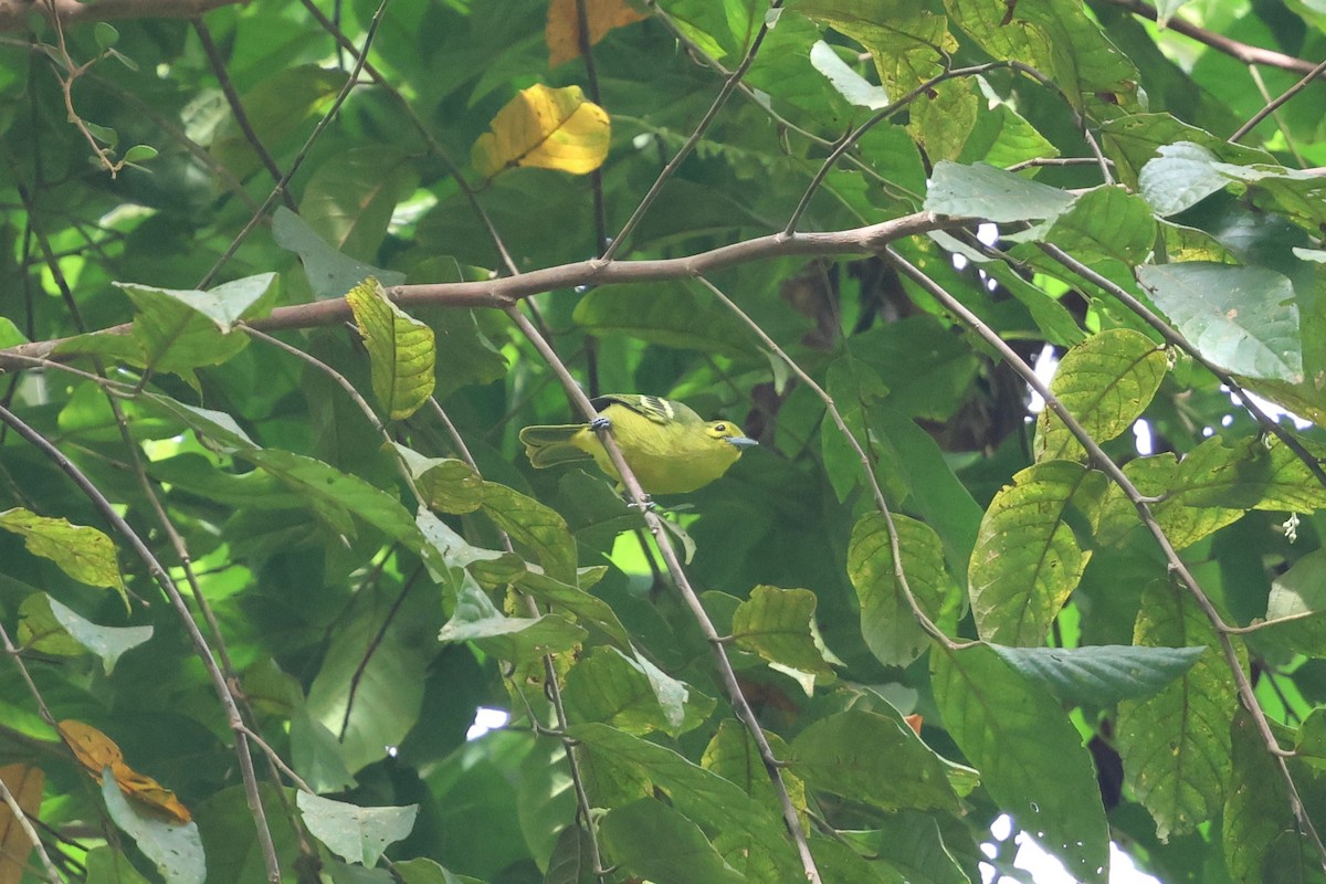 Green Iora - ML647612015