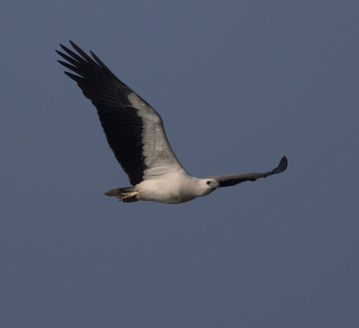 白腹海鵰 - ML647612018