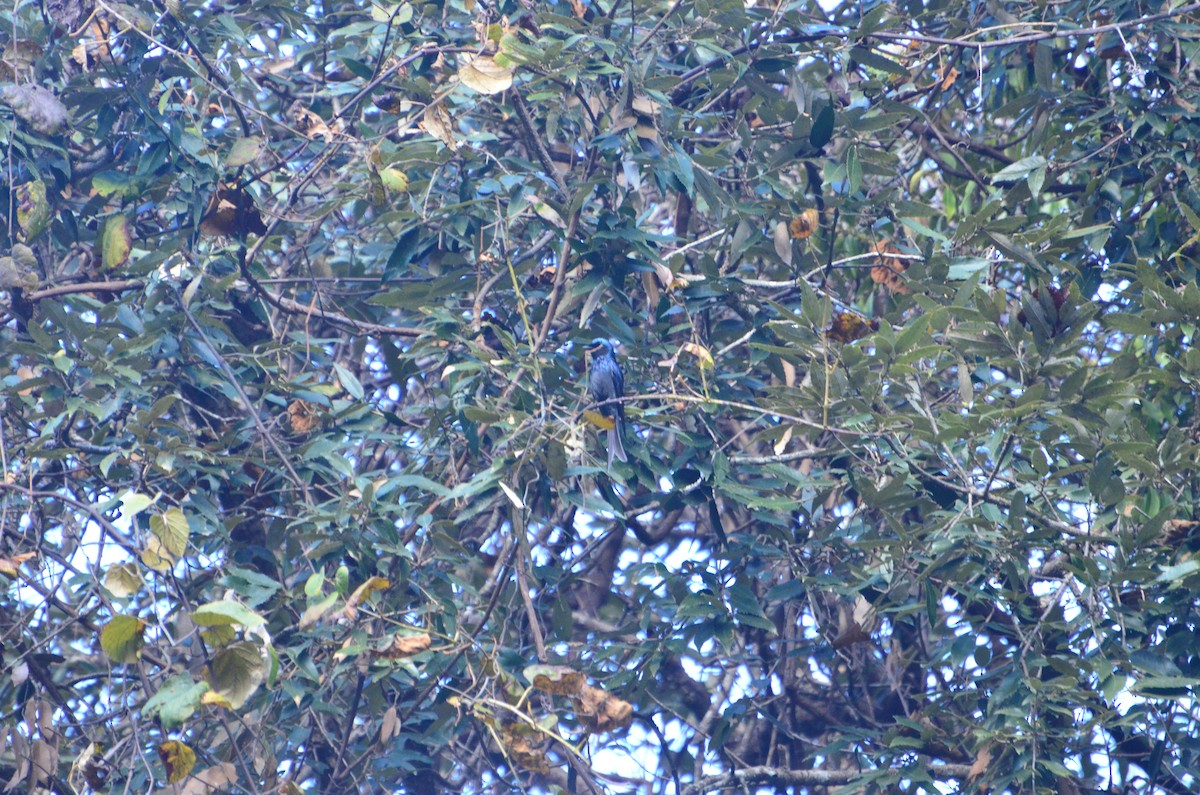 小卷尾 - ML647612020