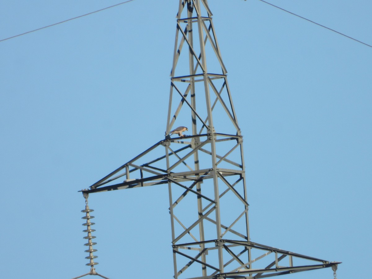 遊隼 - ML647612021