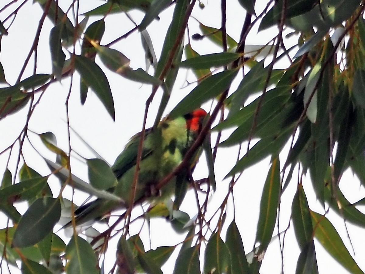 Little Lorikeet - ML647612022