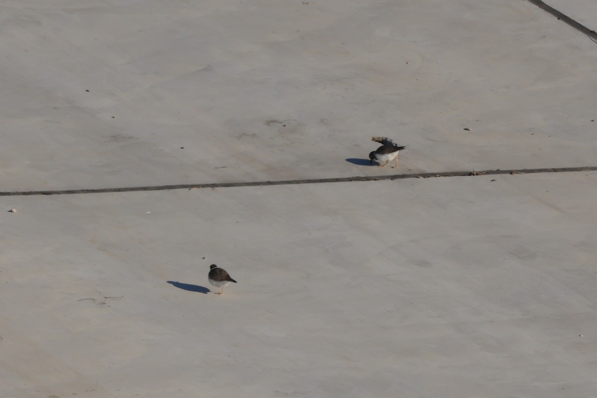 劍鴴 - ML647612024