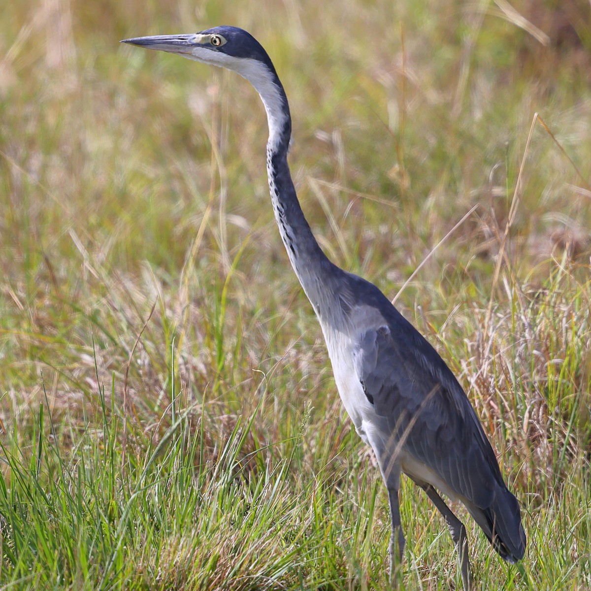 Black-headed Heron - ML647612026