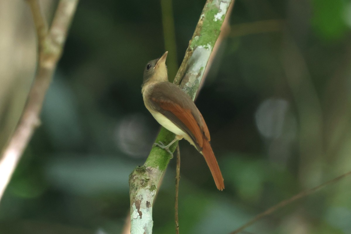 Rufous-winged Philentoma - ML647612027
