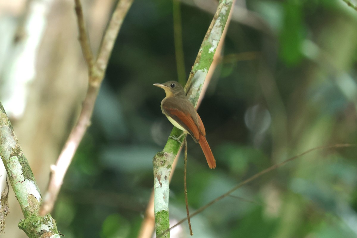 Rufous-winged Philentoma - ML647612028