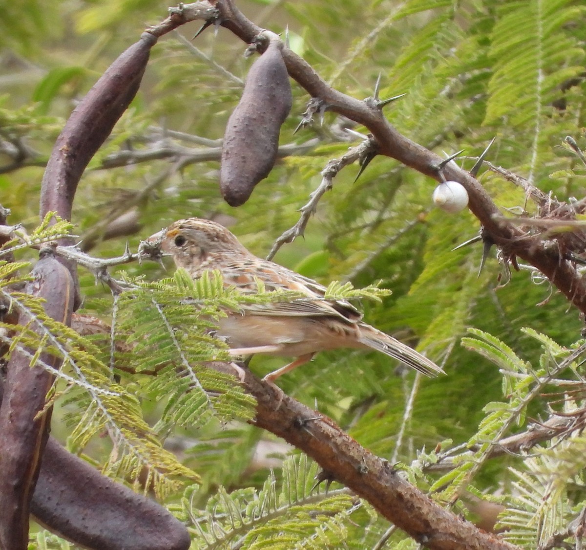 Grasshopper Sparrow - ML647612029