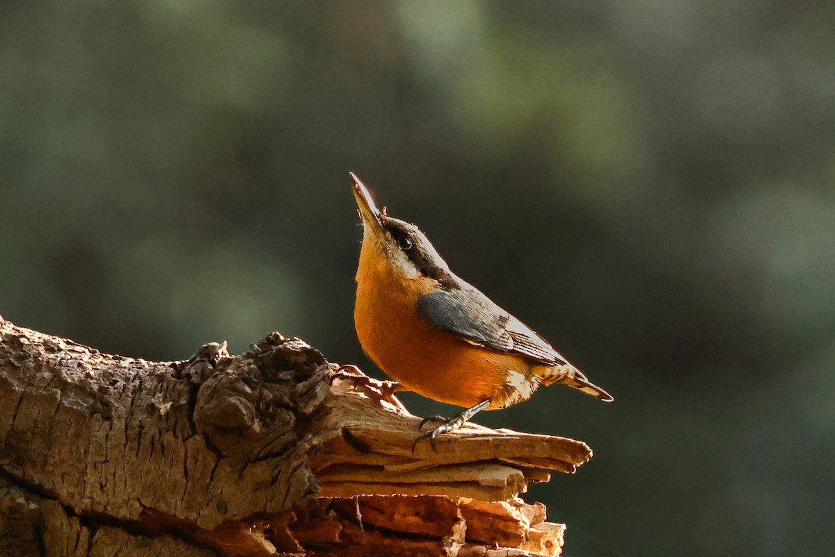 Chestnut-bellied Nuthatch - ML647612031