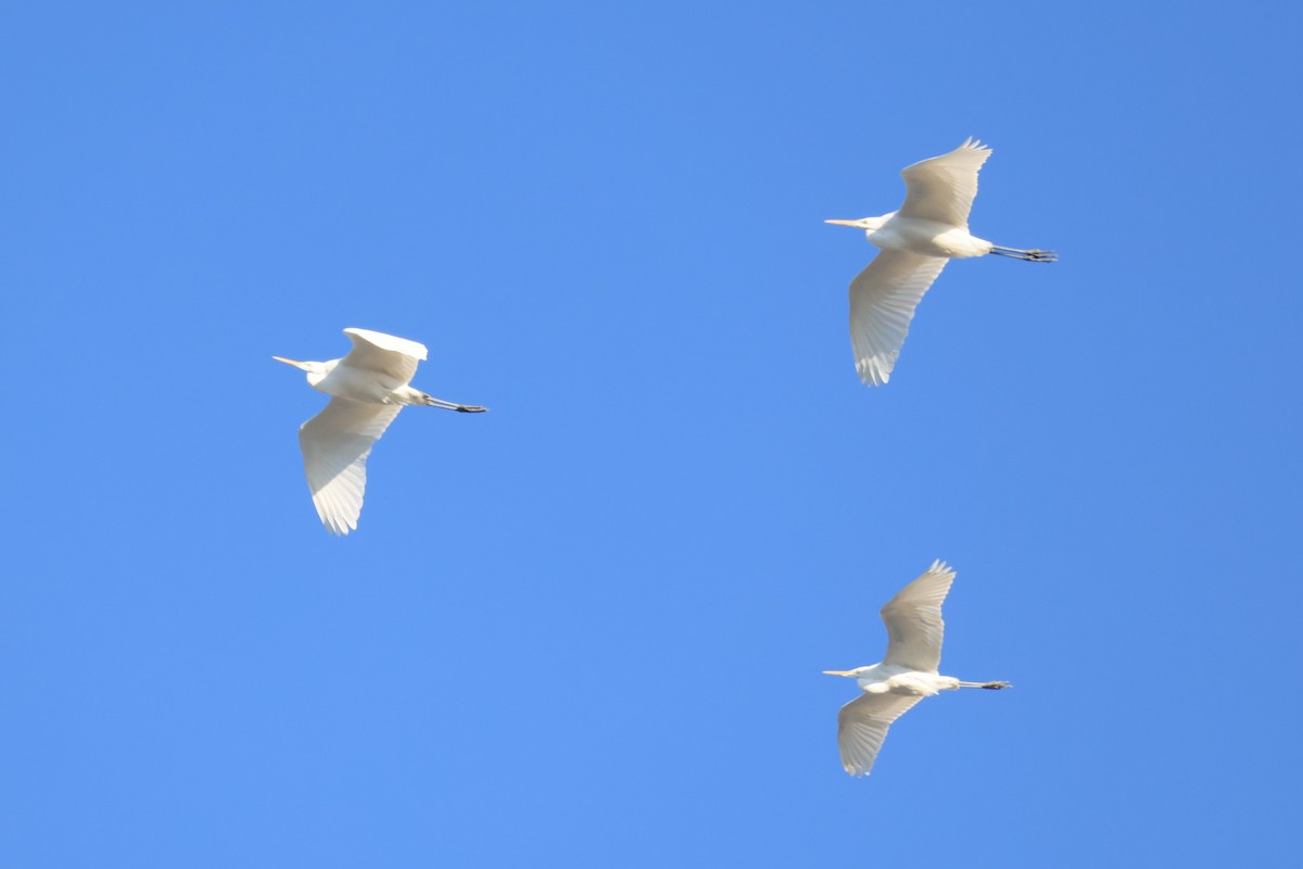 大白鷺 - ML647612032