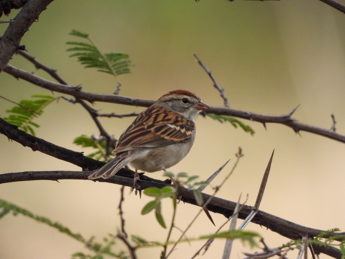 Chipping Sparrow - ML647612033