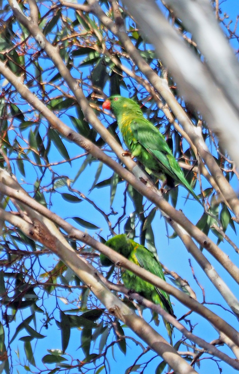 Scaly-breasted Lorikeet - ML647612034