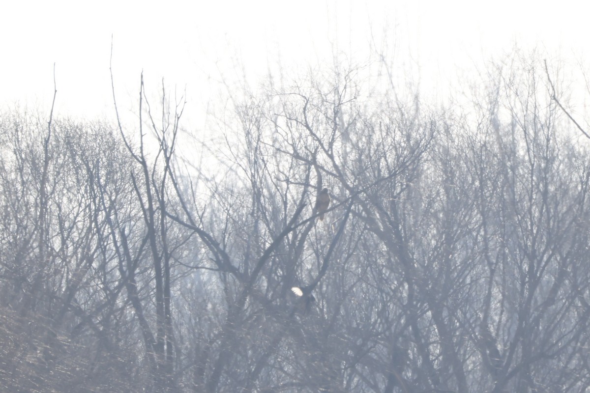 東方鵟 - ML647612037