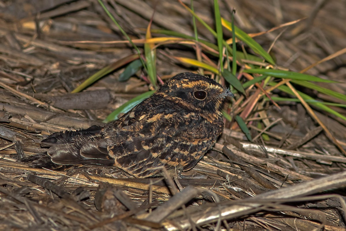 Spot-tailed Nightjar - ML647612038