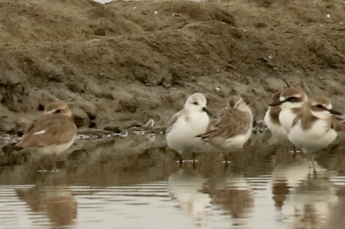 三趾濱鷸 - ML647612042