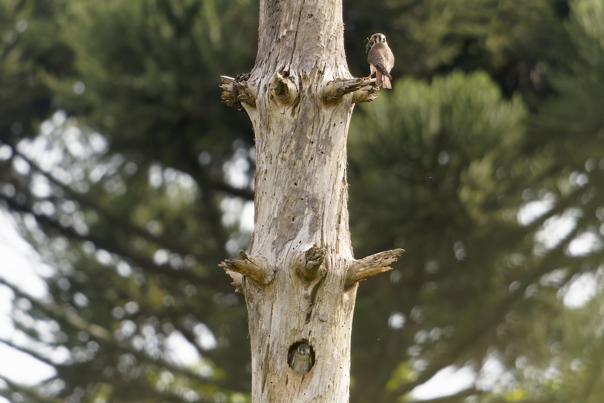 American Kestrel - ML647612043