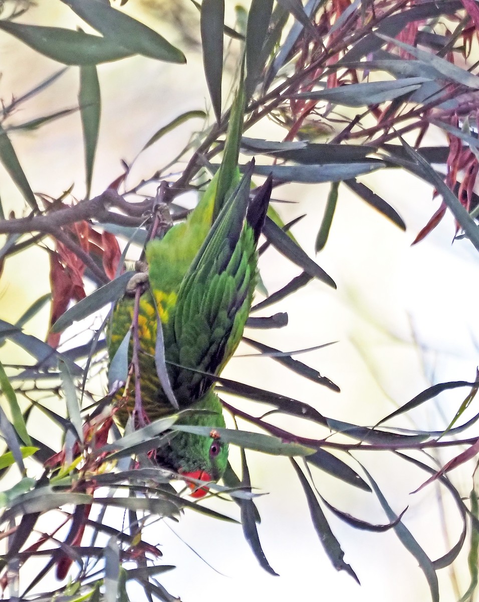 Scaly-breasted Lorikeet - ML647612044