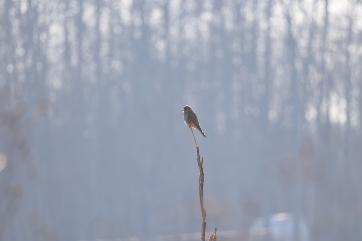 紅隼 - ML647612045