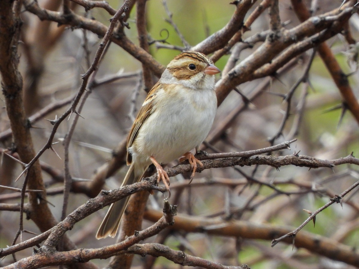 Clay-colored Sparrow - ML647612046