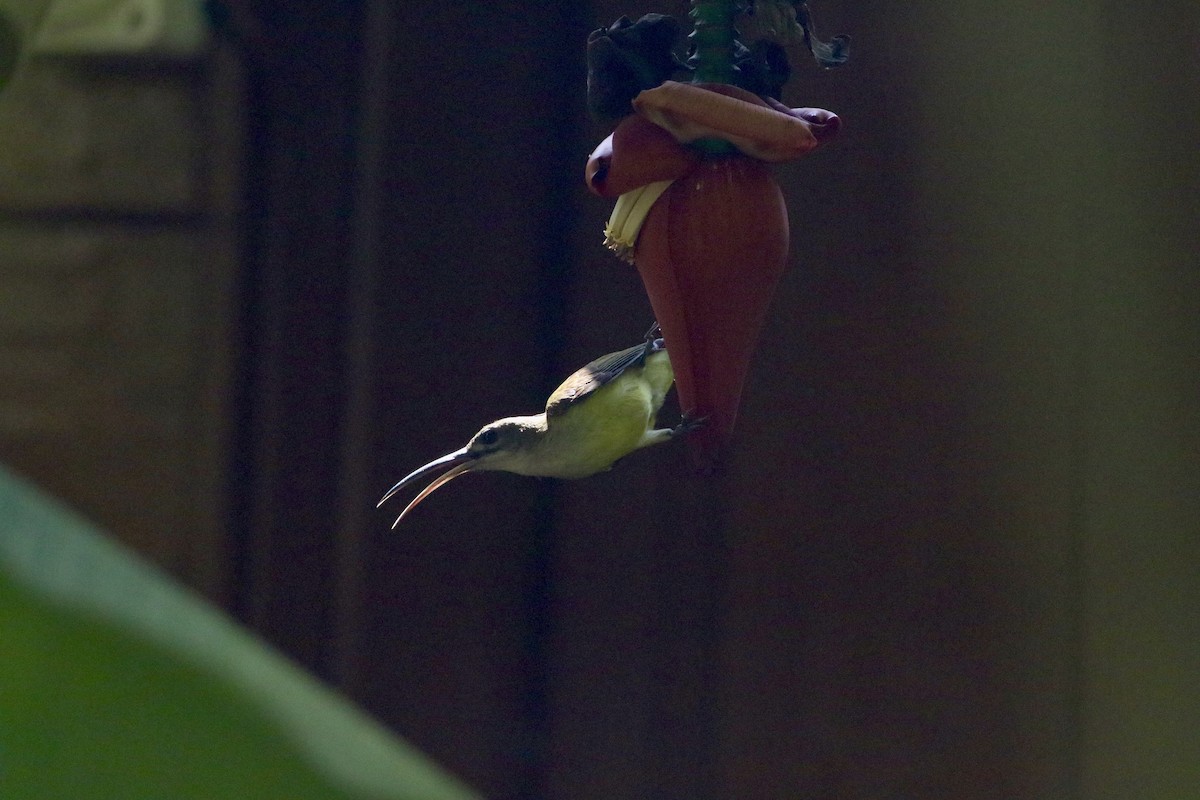 Little Spiderhunter - ML647612047