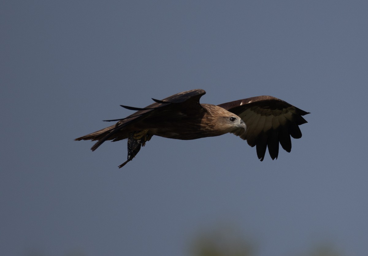 栗鳶 - ML647612048