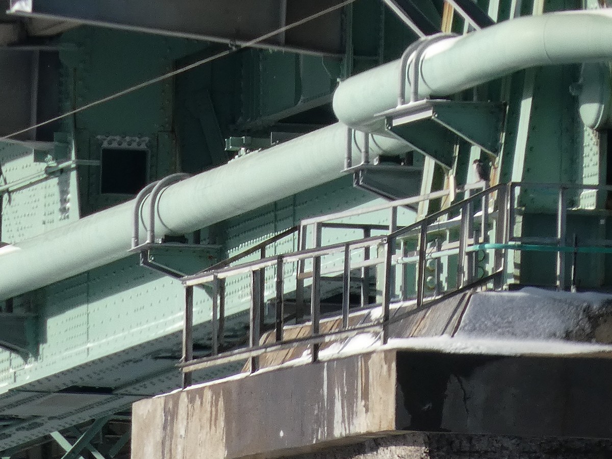 vandrefalk - ML647612051